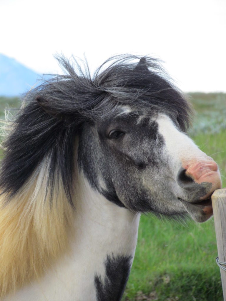 horses head