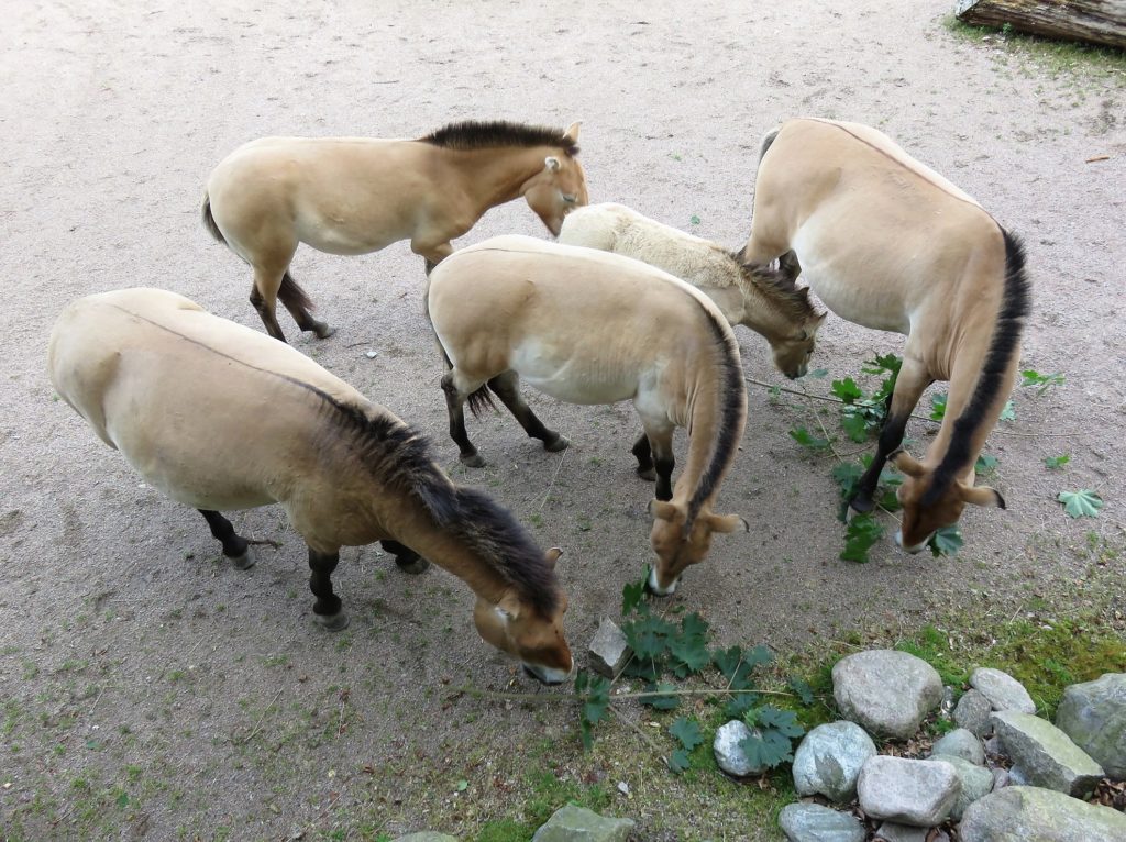 hungry horses are sales team