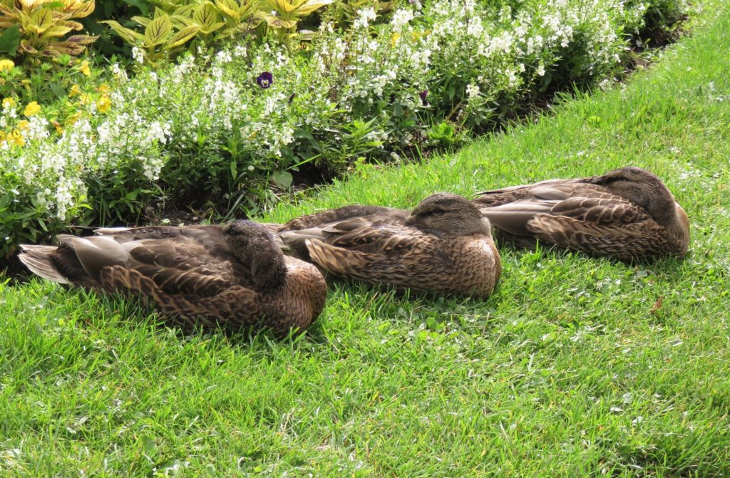 feedback with an image of three sleeping ducks in a row