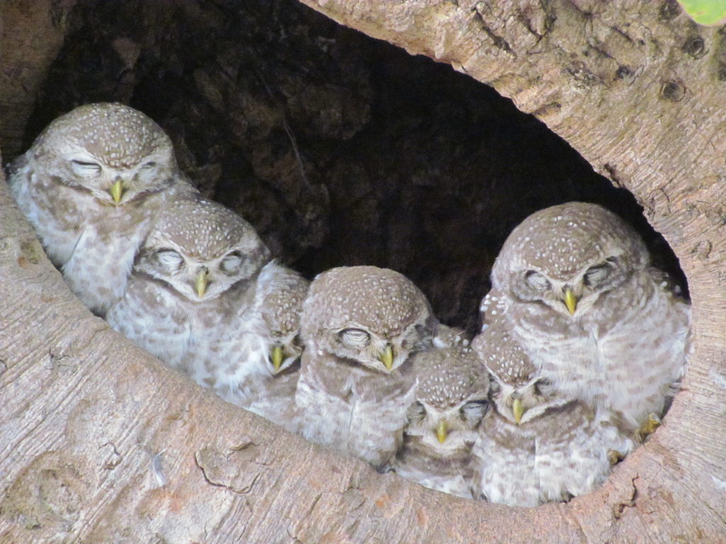 sleeping owls - consultants