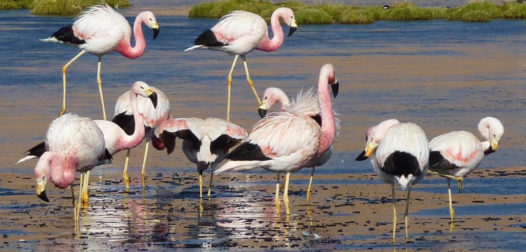 Flamingos sales manager post