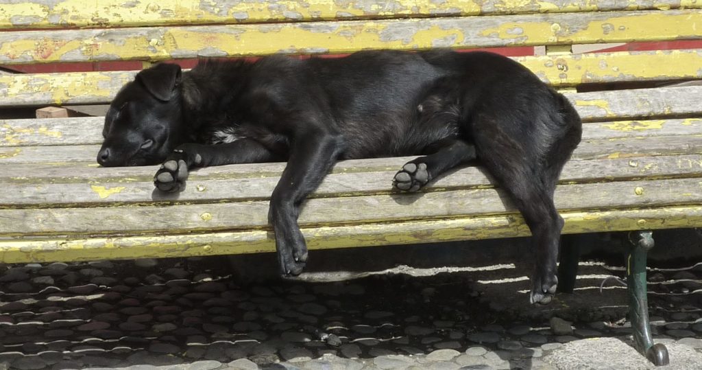 Sales Teams like sleeping dogs