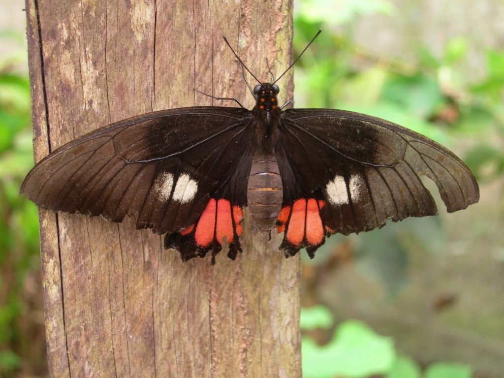 butterfly of sales recruitment