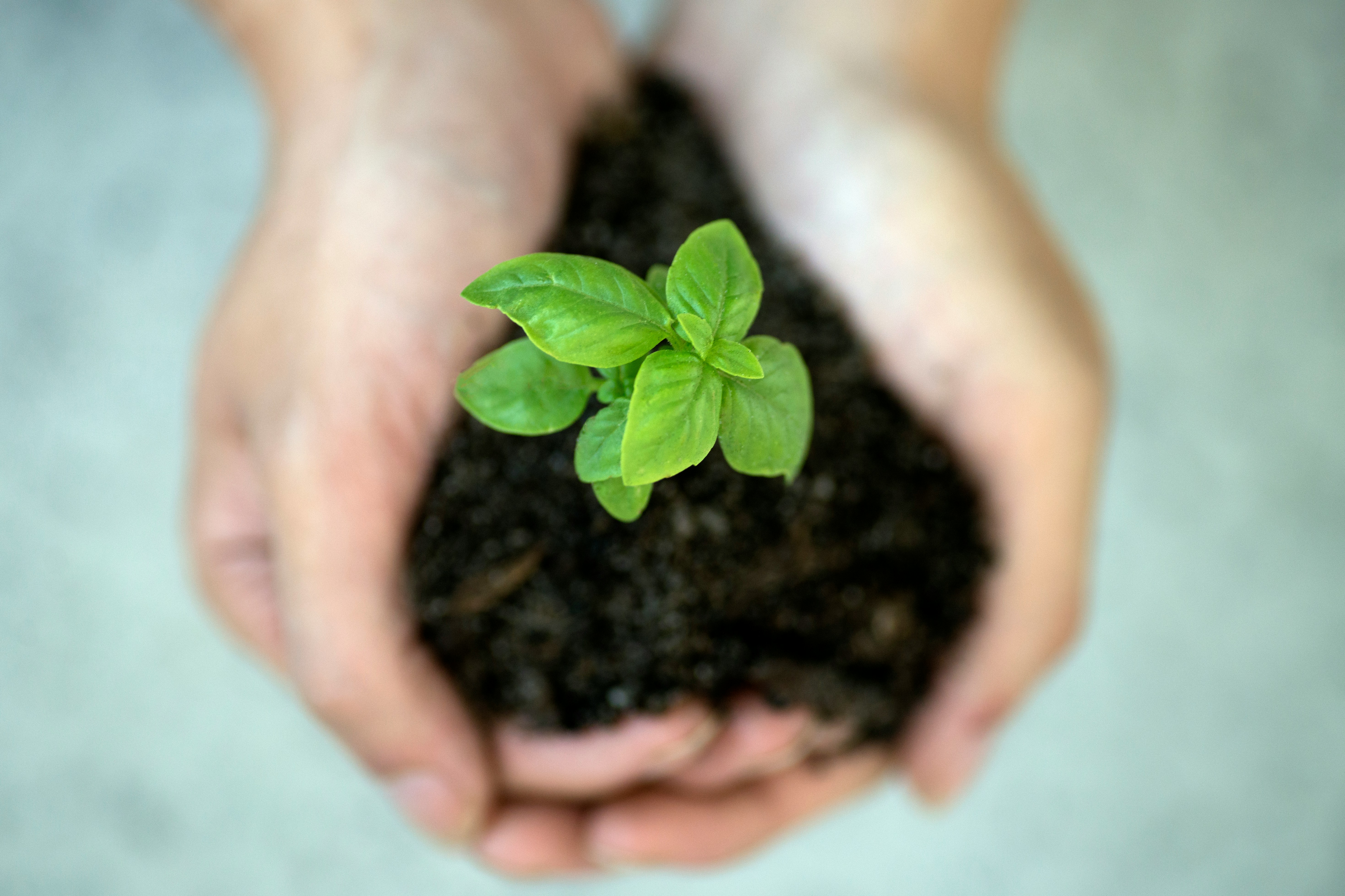 Is being a BCorp worth it - a seedling in a hand